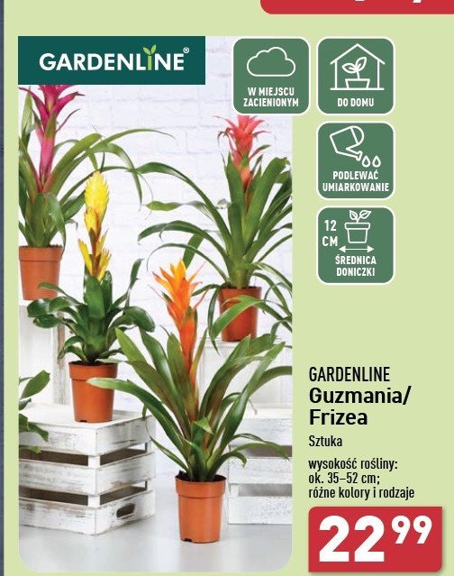 Guzmania GARDEN LINE promocja w Aldi