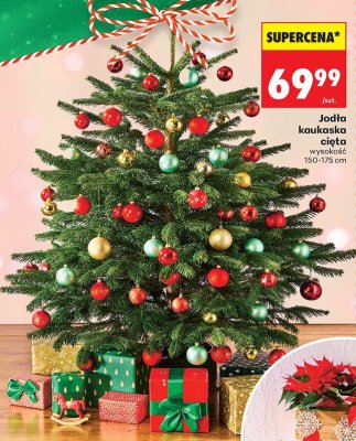 Jodła kaukaska cięta wysokość 150-175 cm promocja w Biedronka