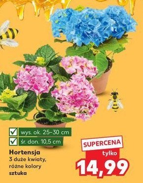 Hortensja promocja w Kaufland