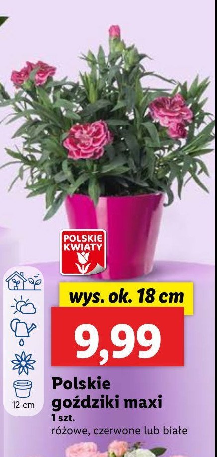 Goździk 18 cm promocja w Lidl