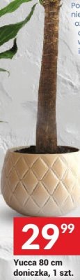 Roślina doniczkowa Yucca 80 cm promocja w Twój Market
