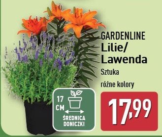 Lilia GARDEN LINE promocja w Aldi