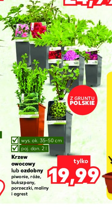 Malina promocja