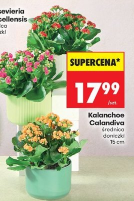 Kalanchoe Calandiva średnica 15 cm promocja w Biedronka