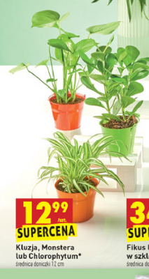 Kluzja wys. 12 cm promocja
