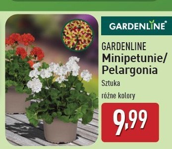 Pelargonia GARDEN LINE promocja