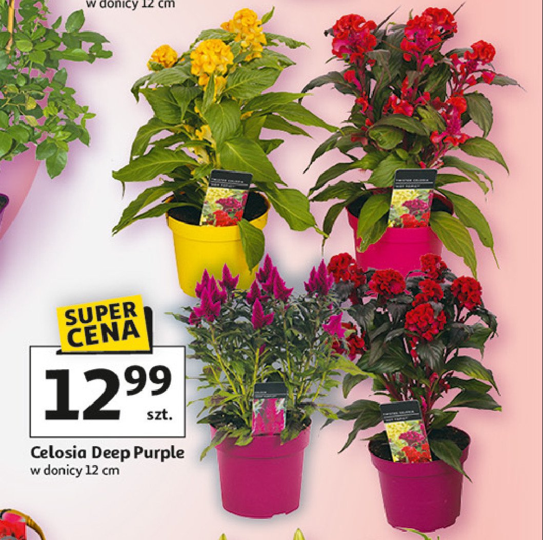 Celosia deep purple 12 cm promocja