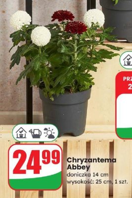 Chryzantema Abbey doniczka 14 cm promocja w Dino