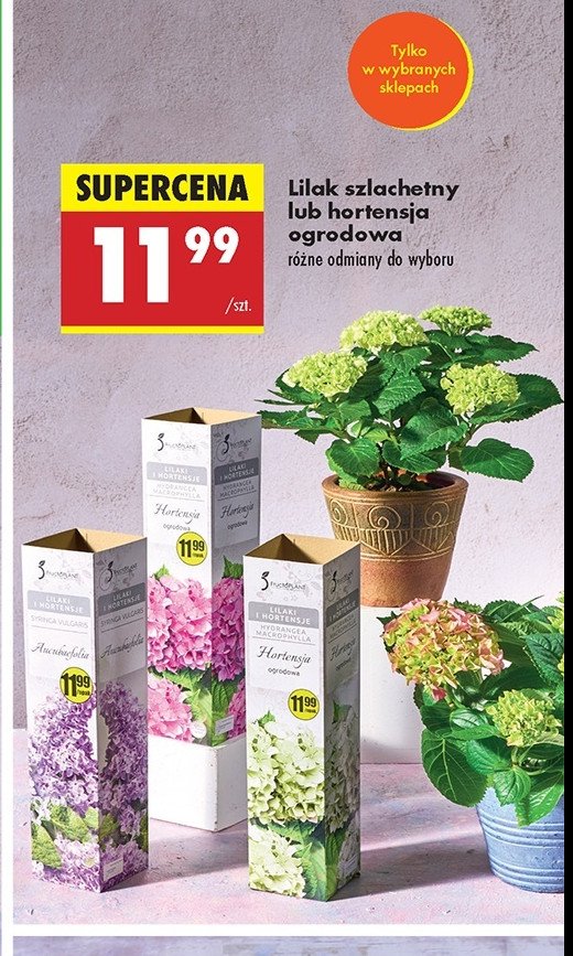 Lilak szlachetny Gardenic promocja