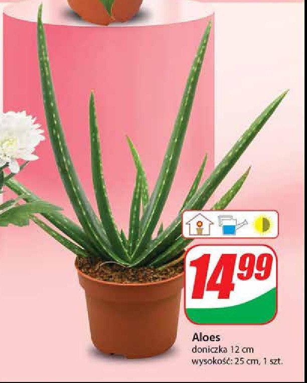 Aloes promocja