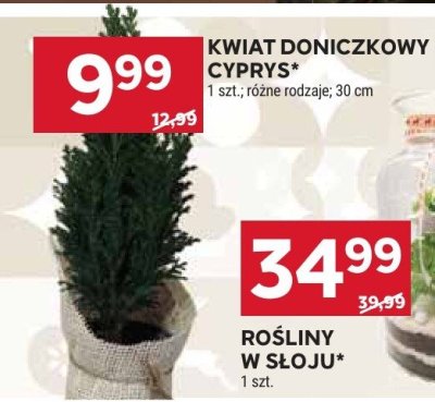 Rośliny w słoju promocja w Stokrotka