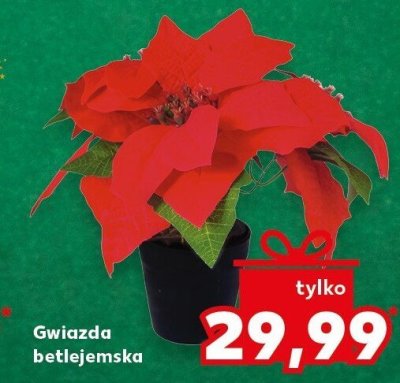 Gwiazda betlejemska promocja w Kaufland