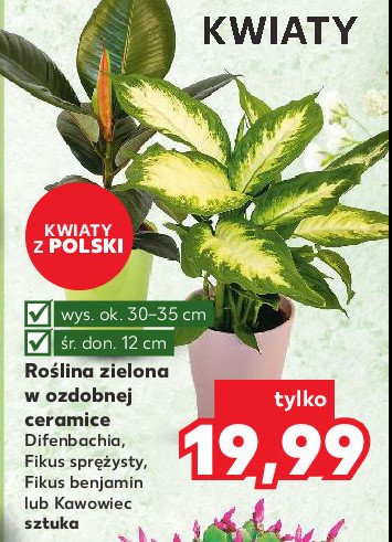 Fikus benjamina 艣r. doniczki 12 cm promocja
