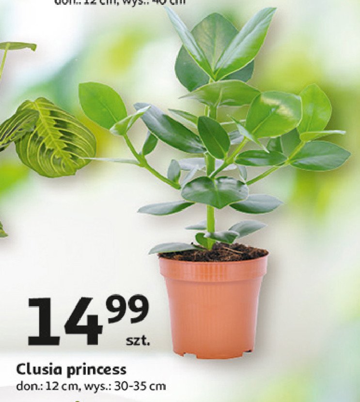 Clusia princess promocja