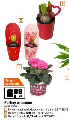 Roślina Hiacynt 3 cebule promocja w OBI