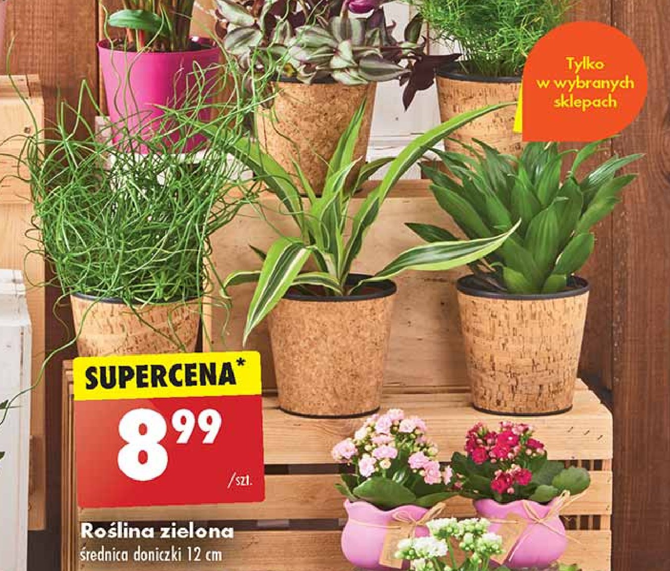 Roślina zielona 12 cm promocja