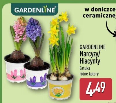 Narcyzy promocja w Aldi