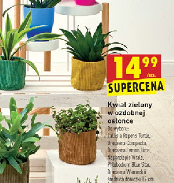 Callisia repens turtle w ozdobnej osłonce promocja