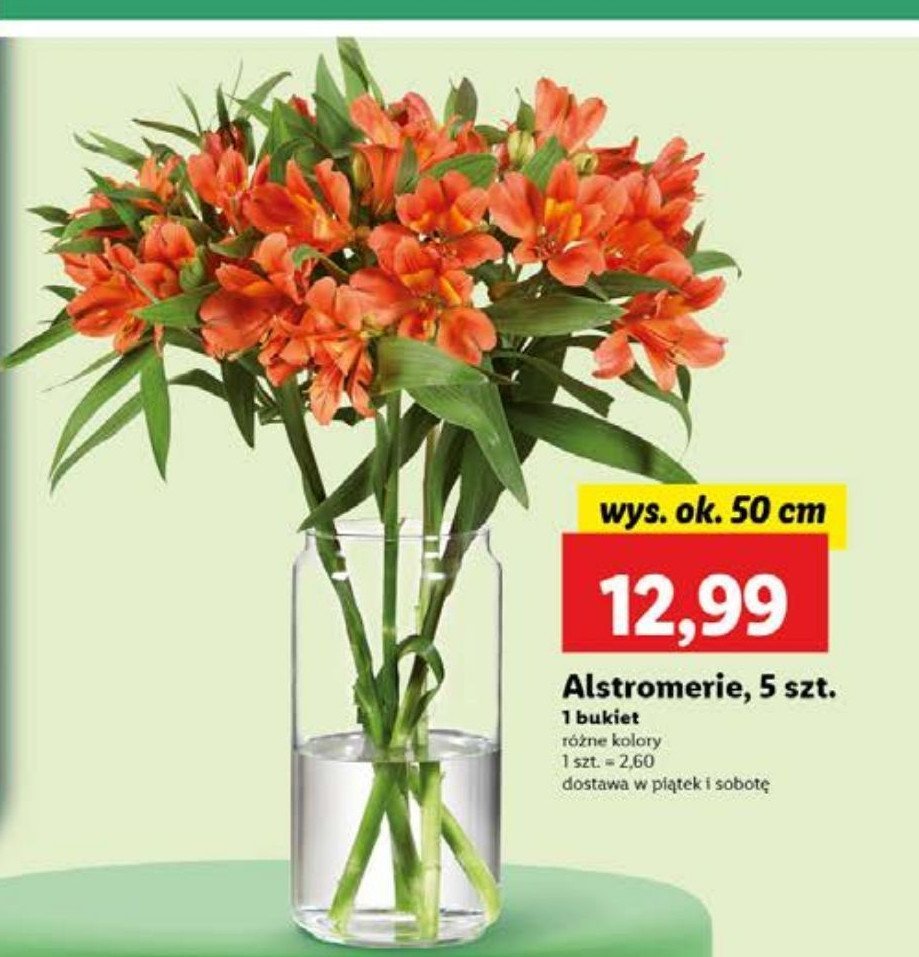 Alstromeria 50 cm promocja