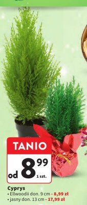 Cyprys Eltwoodii don. 9 cm promocja w Intermarche