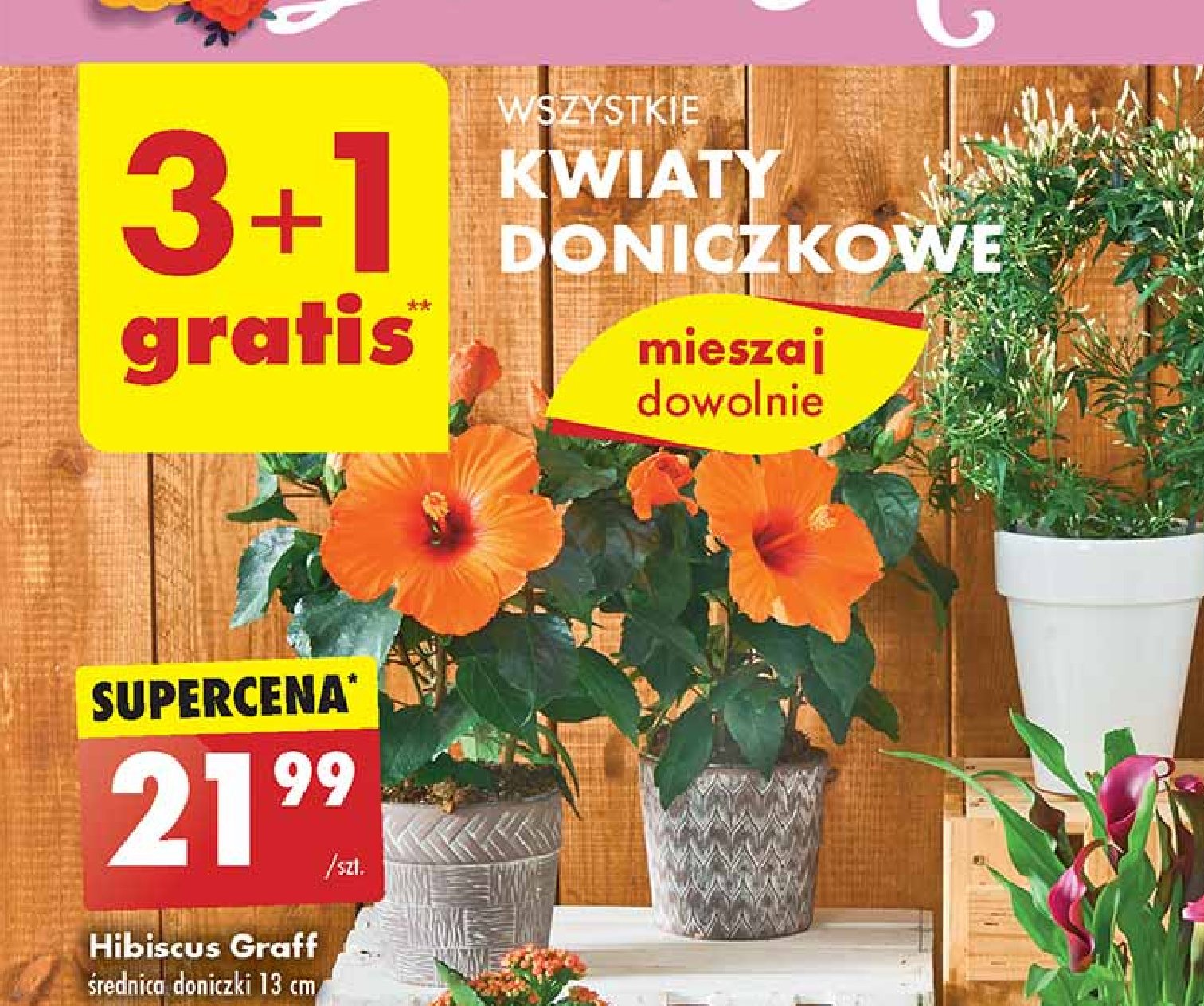 Hibiscus graff promocja