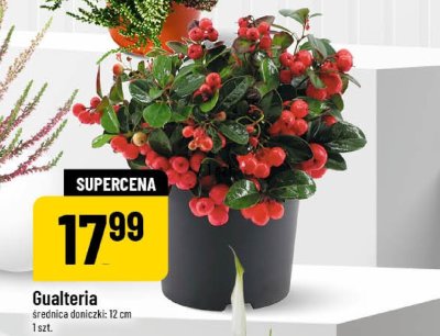 Roślina Gualteria promocja w POLOmarket