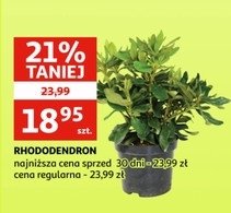 Rododendron promocja