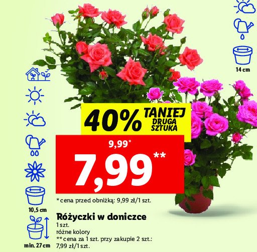 R贸偶yczki w doniczce 27 cm promocja