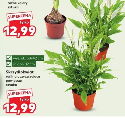 Skrzydłokwiat roślina oczyszczająca powietrze sztuka promocja w Kaufland
