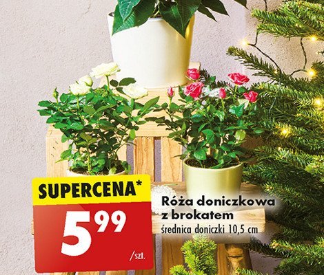 Róża z brokatem promocja