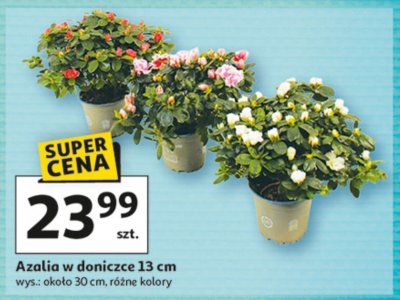 Azalia w doniczce 13 cm promocja w Auchan