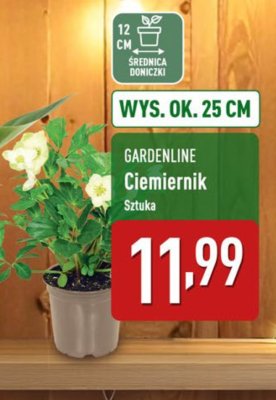 Ciemiernik promocja w Aldi
