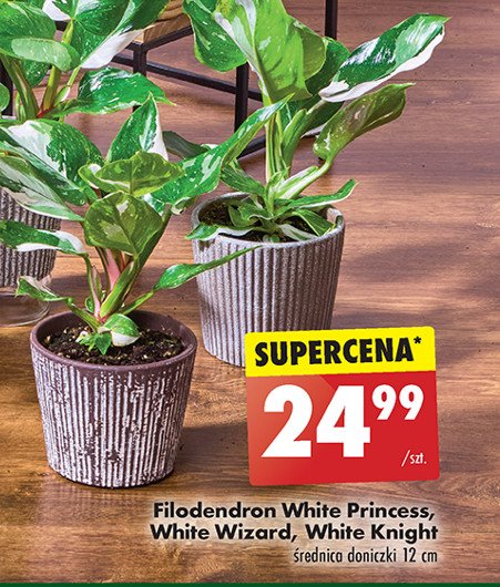 Filodendron white knight promocja