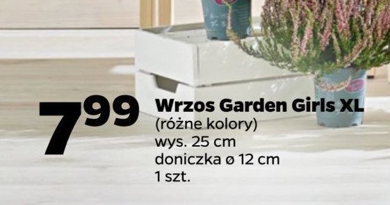 Wrzos pączkowy garden girls don. 12 cm promocja