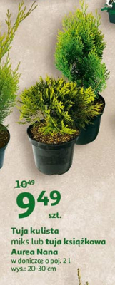 Tuja ksi膮偶kowa promocja