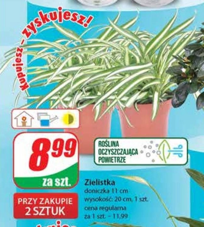 Zielistka 20 cm promocja
