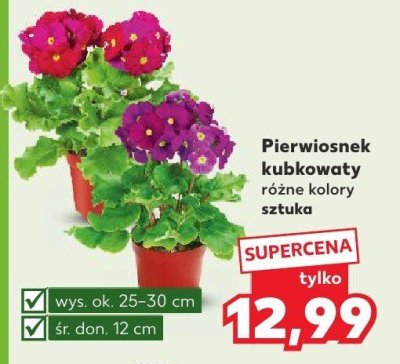 Pierwiosnek kubkowaty różne kolory promocja w Kaufland
