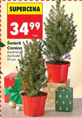 Świerk promocja w Biedronka