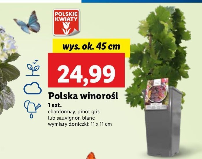 Winorośl chardonnay promocja w Lidl