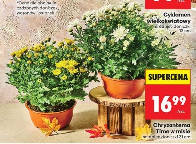 Chryzantema promocja w Biedronka