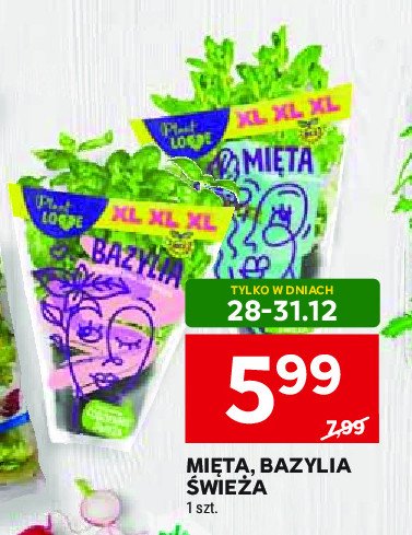 Mięta w doniczce Plant love promocja