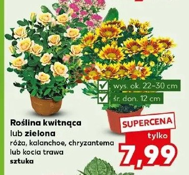 Chryzantema don. 12 cm promocja w Kaufland