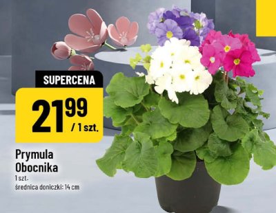 Prymula Obocnika 1 szt, średnica doniczki 14 cm promocja w POLOmarket