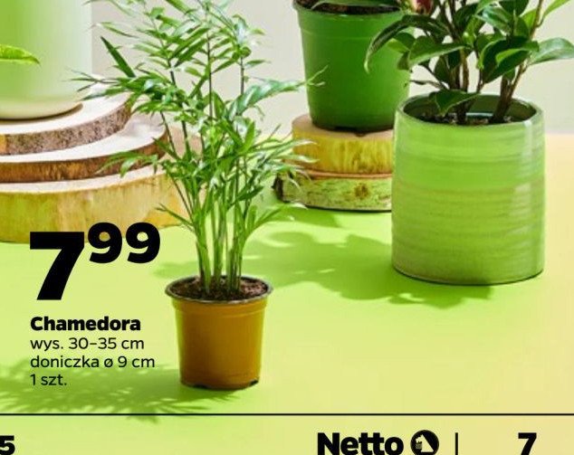 Chamedora w donicy 9 cm promocja w Netto