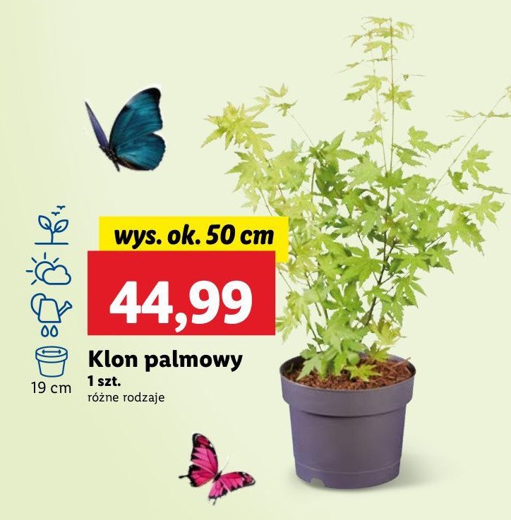 Klon palmowy promocja