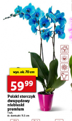 Storczyk 2-p臋dowy niebieski don. 11.5 cm promocja