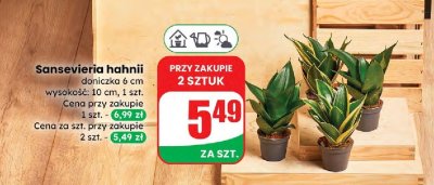 Sansevieria hahnii doniczka 6 cm promocja w Dino