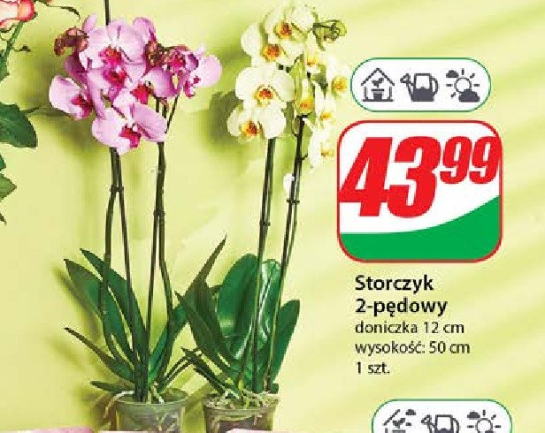 Storczyk 2-pędowy 50 cm promocja w Dino