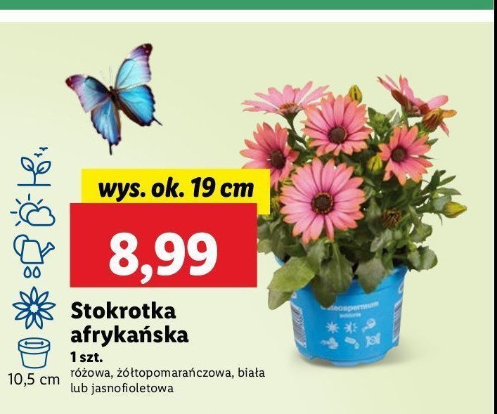 Stokrotka afrykańska biała promocja