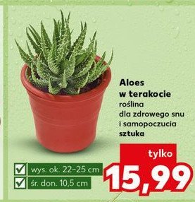 Aloes w terakocie 20-25 cm don. 10 cm promocja